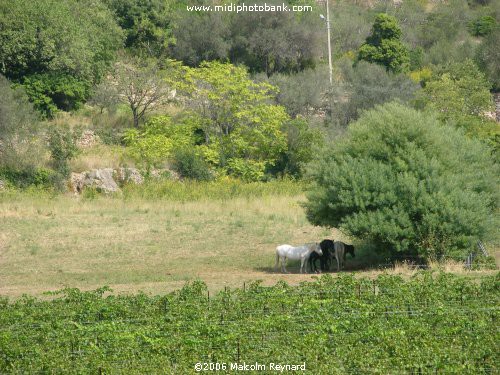 Haut Languedoc Regional Park