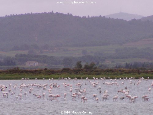 Flamingos on the 'Etang de Bages'