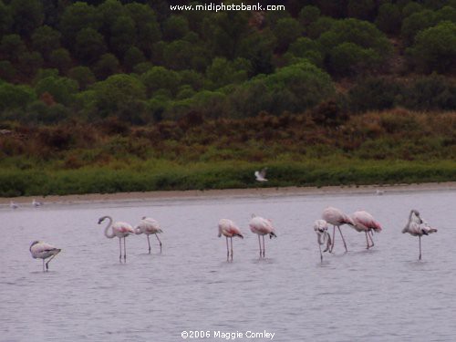 Flamingos on the 'Etang de Bages'