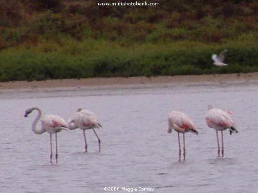 Flamingos on the 'Etang de Bages'