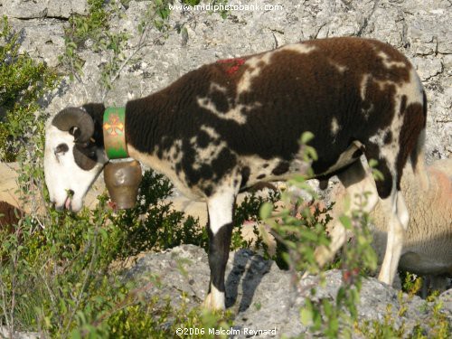 Roquefort Cheese