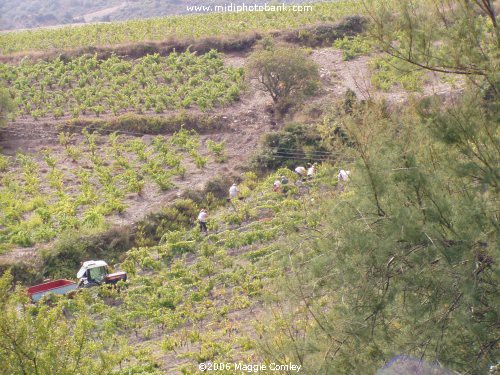 Corbières Wine Harvest