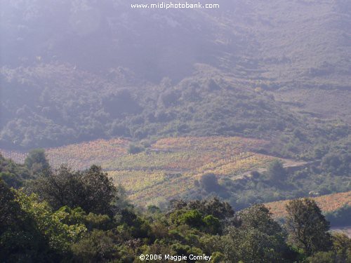 Autumn Vines