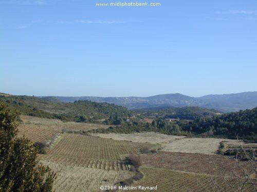 "Midwinter" in the Corbières