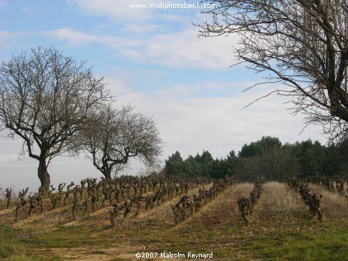 Winter Vineyards