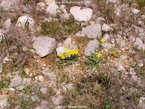 Photos of Roussillon - Périllos