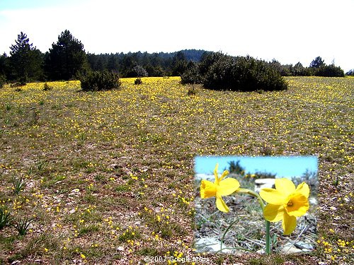 A Host of Golden Daffodils