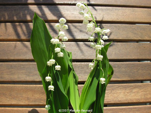 May Day Muguet (Lily of the Valley)