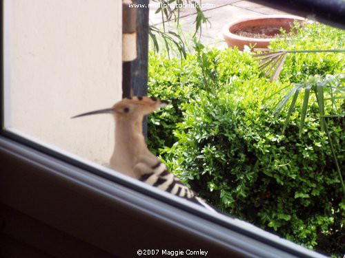 Huppé - Hoopoe