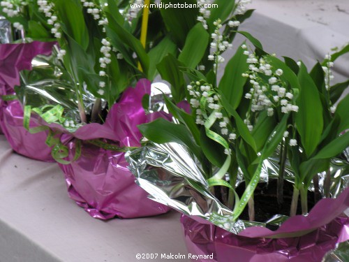 May Day Muguet (Lily of the Valley)