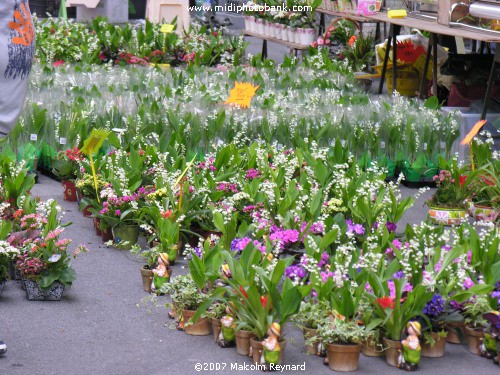 May Day Muguet (Lily of the Valley)