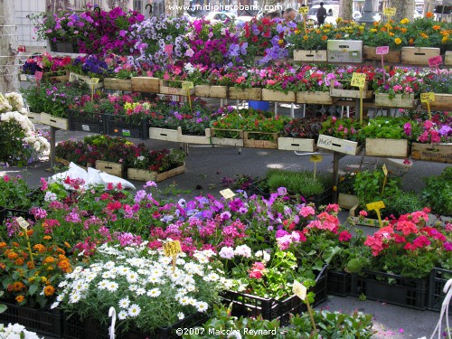 The Friday Flower Market - Béziers