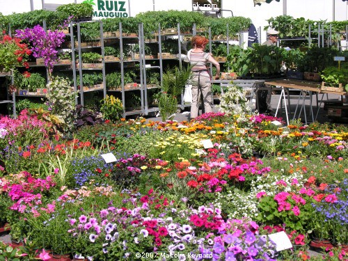 The Friday Flower Market - Béziers