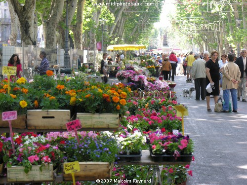 The Friday Flower Market - Béziers