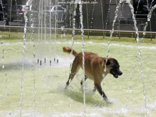 Three Coins in a Fountain