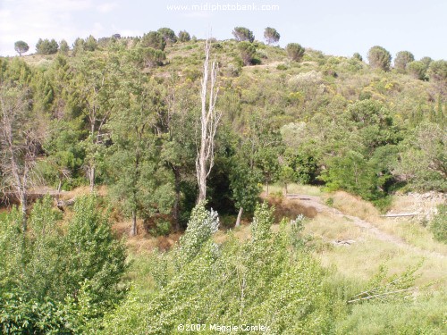 Bird Watching in the Corbières