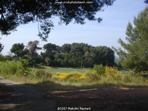 Early Summer in the Languedoc