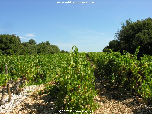 The "Vendanges" - The Grape Harvest