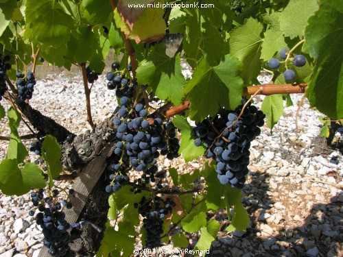 The "Vendanges" - The Grape Harvest