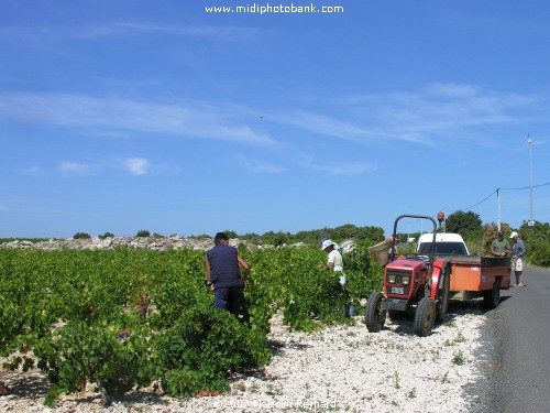 The "Vendanges" - The Grape Harvest