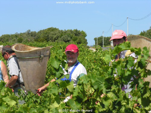 The "Vendanges" - The Grape Harvest