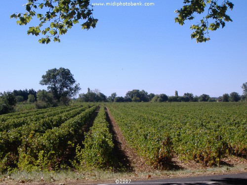 Autumn Vineyards