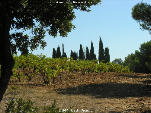 Corbiéres Vineyard