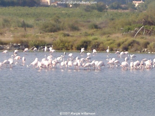 Flamingoes