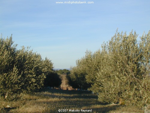 Southern Olive Grove