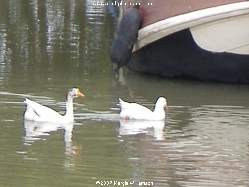 Swans on the Midi Canal