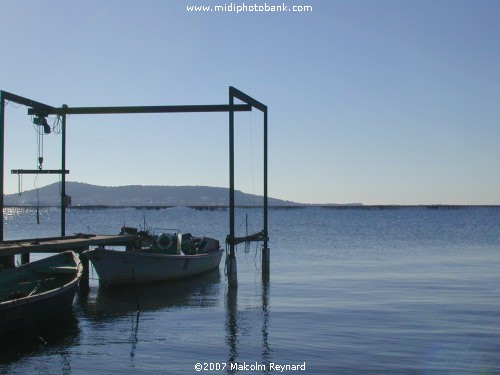 l'Etang de Thau - Oysters