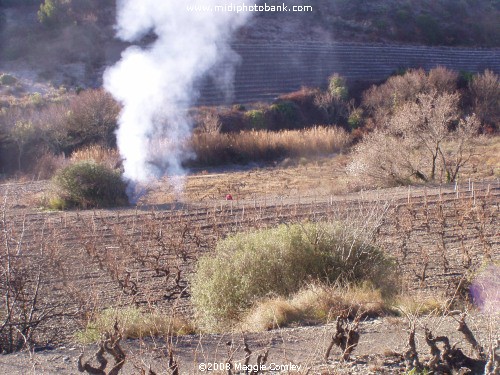 Working in the Corbières Vines