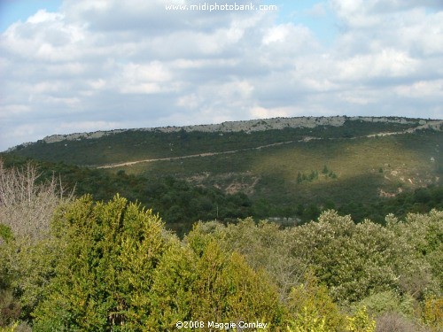 Corbières garrigue