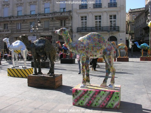 The Béziers Camel