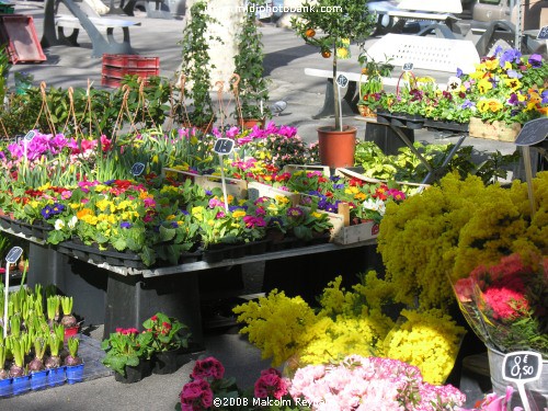 Béziers Flower Market