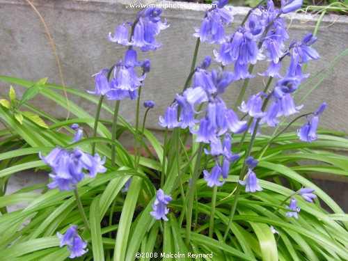 Easter Bluebells