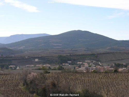 A Walk in the Corbières Vineyards