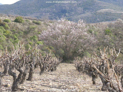 A Walk in the Corbières Vineyards