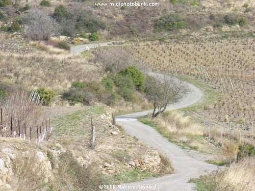 A Walk in the Corbières Vineyards