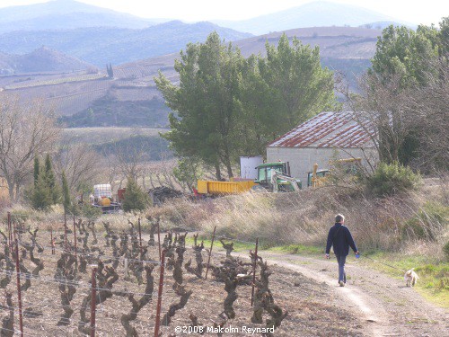 A Walk in the Corbières Vineyards