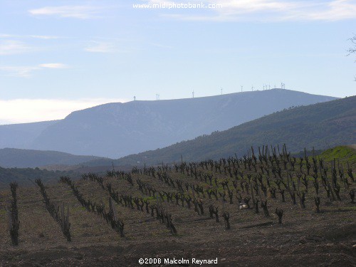 A Walk in the Corbières Vineyards