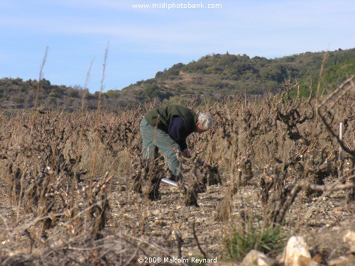 A Walk in the Corbières Vineyards