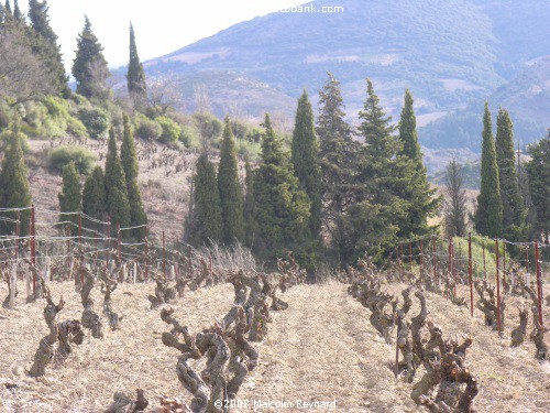 A Walk in the Corbières Vineyards