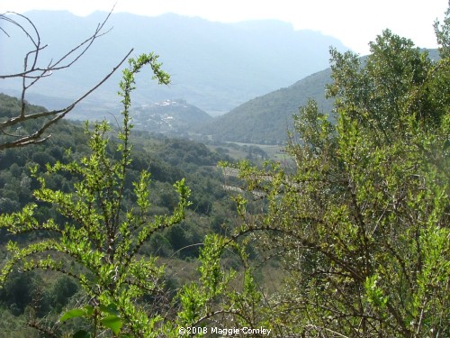 Le Cucugnan - famous for the short story by Daudet - Le Curé de Cucugnan -