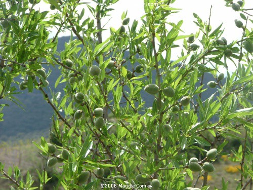 Wild Almonds in the Corbières Garrigue