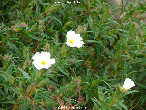 Wild Cistus in the Corbières Garrigue