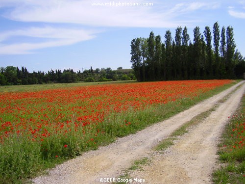 Wild flowers - Coquelicots