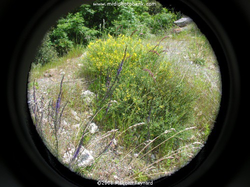 Haut Languedoc Regional Park