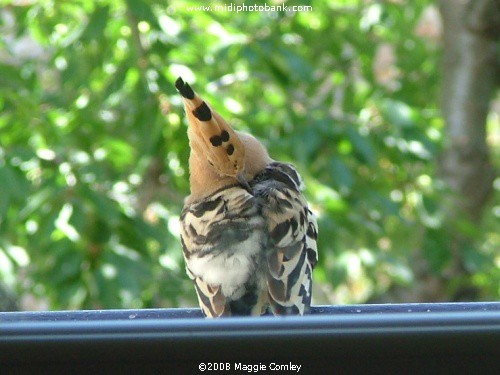 Corbières Hoopoe