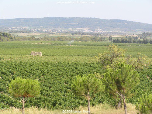 The Countryside round the Faieries Dolmen - Pépieux - Aude